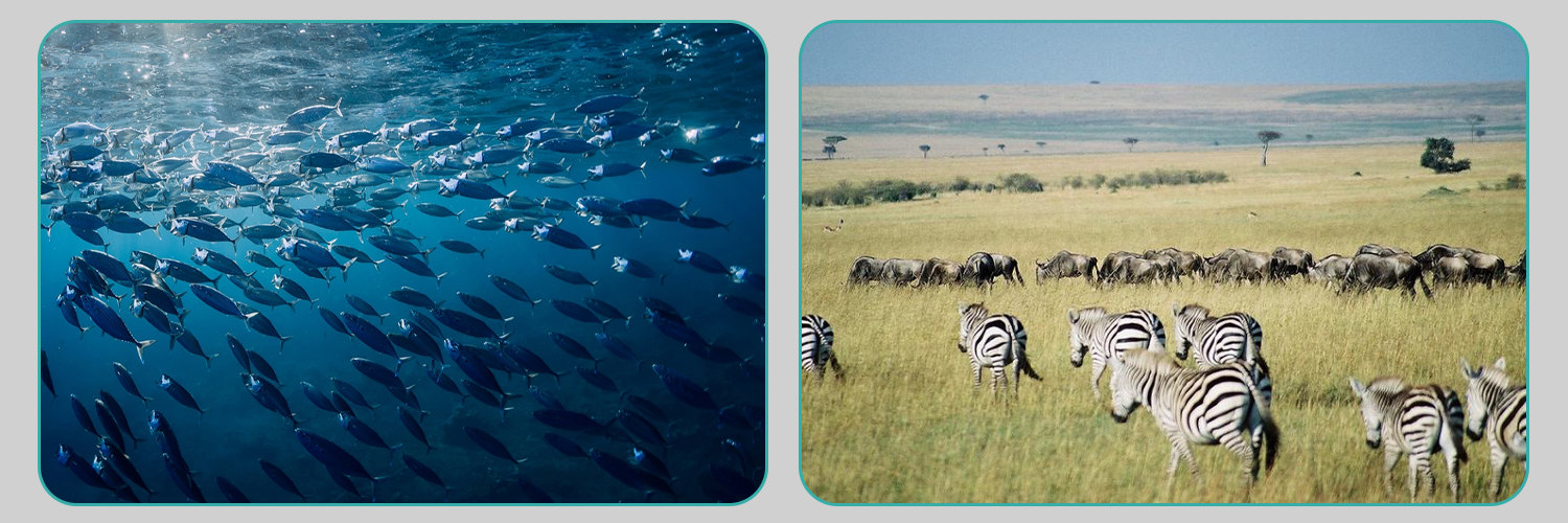 2022-7-19 Wildlife Conservation Details