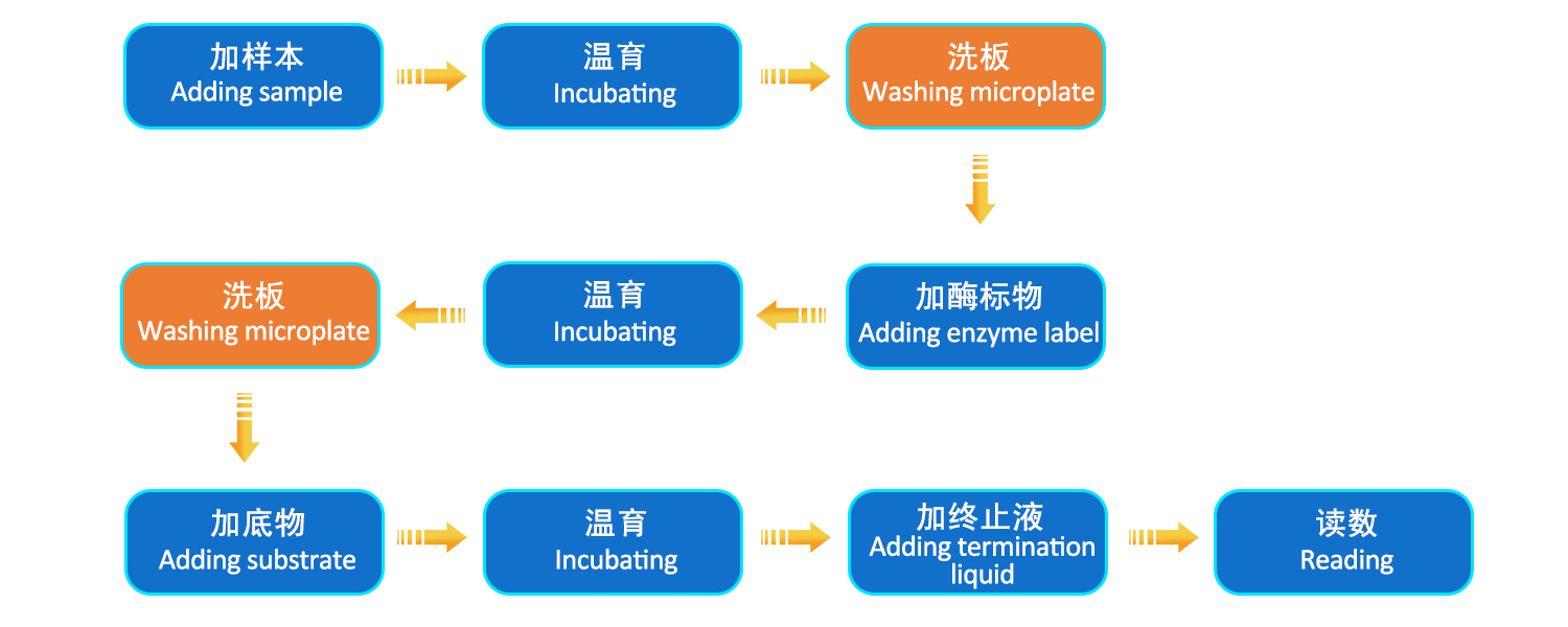 12.6-12.12 Microplate ELisa Washer Details